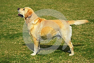 Labrador Retriever standing