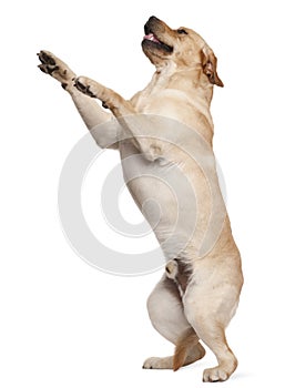 Labrador Retriever standing on hind legs