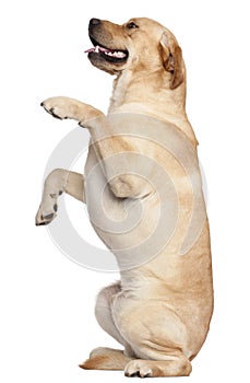 Labrador Retriever standing on hind legs photo