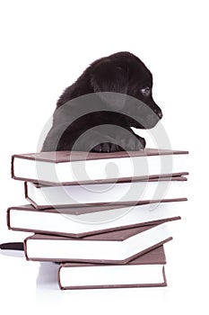 Labrador retriever standing with its paws on a pile of books