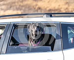 Labrador Retriever sticking his head out car window.