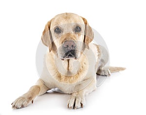 Labrador retriever in studio