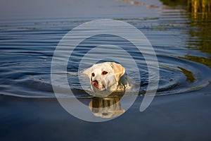 Labrador retriever swim in water