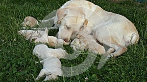 Labrador retriever taking care of her newborn puppies