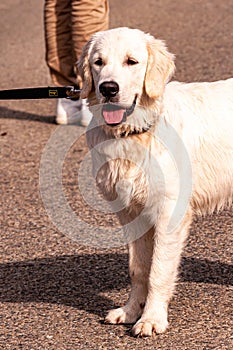 Labrador retriever, in training to be a rescue dog