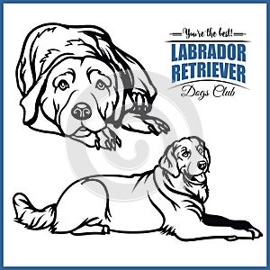 Labrador Retriever - vector illustration for t-shirt, logo and template badges