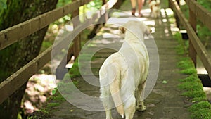 Labrador Retriever walks across a wooden bridge, a journey through lush woodland