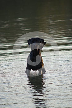 Labrador Retriever in water