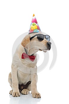 Labrador retriever wearing red bow tie, sunglasses  and party hat