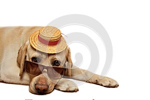 Labrador Retriever wearing sunglasses and hat