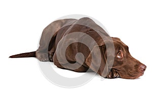 Labrador retriever on white background