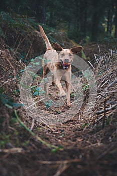 Labrador retriever working dog running through woodland countryside