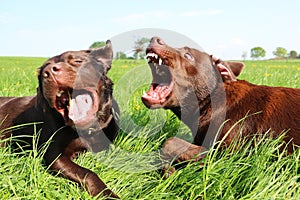 Two brown labrador retrievers lie in the garden and play dangerously with their mouths open photo