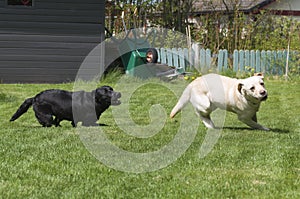 Labrador retrievers taking tight corners