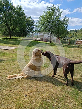 Labrador retrievers village in the garden