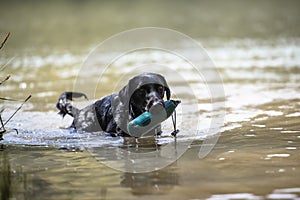 Labrador retrieving a dummy from the river photo