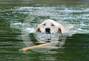 Labrador Retrieving Stick in Water