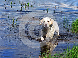 Labrador retriver 02