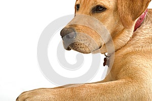 Labrador retriver photo