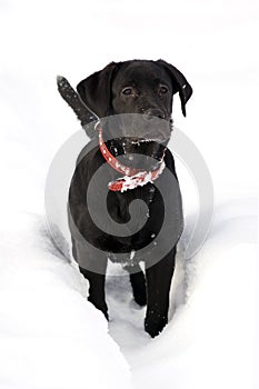 Labrador retriver -black puppy in deep snow