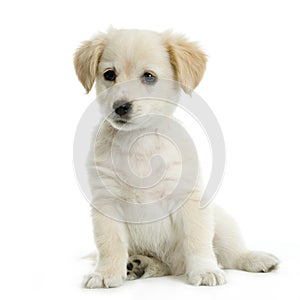 Labrador retriver cream