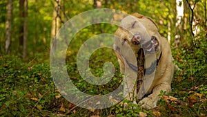 Labrador Retriver is eating wooden stick in forest.