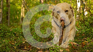 Labrador Retriver is eating wooden stick in forest.