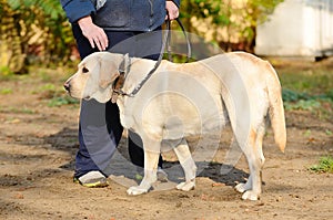 Labrador retriver in park with owner