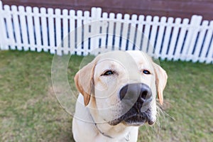 Labrador retriver smelling in the garden