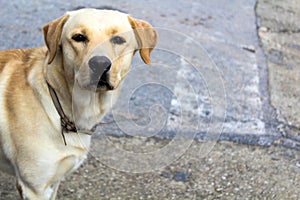 Labrador Retriver Street dog photo