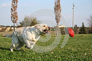 Labrador Running The Ball