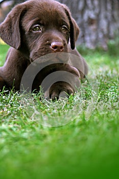 Labrador's puppy