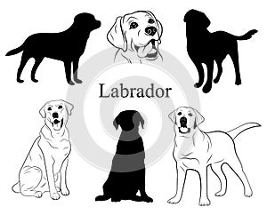 Labrador set. Collection of pedigree dogs. Black white labrador dog illustration. Vector drawing of a pet. Tattoo.