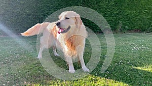 Labrador shakes his fur after swimming in the pool in a garden