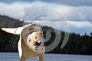 Labrador shaking the water off