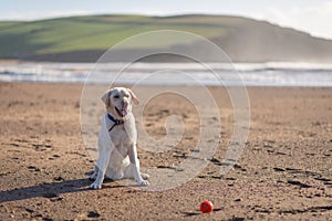 Labrador sitting the beach waiting for his ball to be thrown