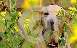 Labrador sitting in the flowers 