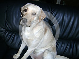 Labrador sitting at home doing a photo shoot with his family.