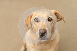 Labrador sitting looking in to the camera