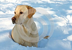 Labrador and Snow