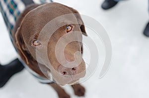 Labrador in the Snow with Faithful Eyes