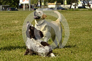 Labrador and Spaniel. Dogs play with each other. Merry fuss puppies. Young dog education, cynology, intensive training of dogs.