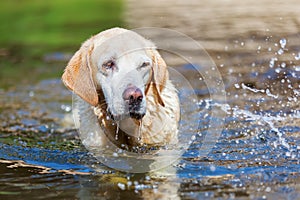Labrador squints his eyes for splashing water