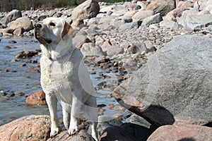 Labrador standing