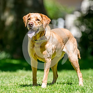 Labrador standing with drool or saliva coming from its mouth on a sunny day