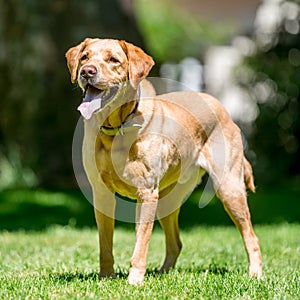 Labrador standing on grass looking forward on a sunny day