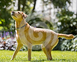 Labrador standing ready on grass looking up on a sunny day tongue out