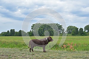 labrador stands in the field