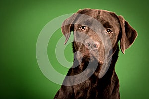 Labrador studio portrait