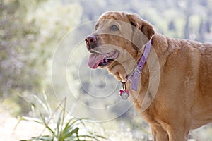 Labrador female dog sweet macro portrait fifty megapixels photo